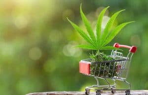 Ätherische Öle Kohlenwasserstoffe Alkaloide Opiat – Variationen im Gehalt an Nicht-Cannabinoiden