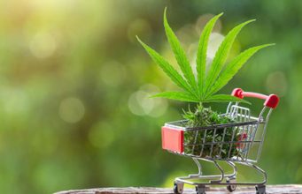 Ätherische Öle Kohlenwasserstoffe Alkaloide Opiat – Variationen im Gehalt an Nicht-Cannabinoiden