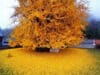Heilkräuter und Ginkgo Biloba – gegen Vergesslichkeit mit den Kräften der Natur