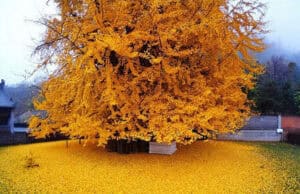 Heilkräuter und Ginkgo Biloba – gegen Vergesslichkeit mit den Kräften der Natur