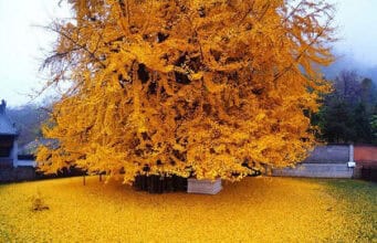 Heilkräuter und Ginkgo Biloba – gegen Vergesslichkeit mit den Kräften der Natur