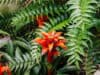 Gesundheit Natur aus exotischen Pflanzen und Früchten