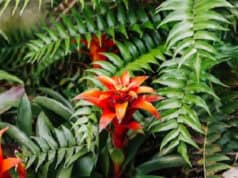 Gesundheit Natur aus exotischen Pflanzen und Früchten