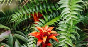 Gesundheit Natur aus exotischen Pflanzen und Früchten