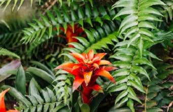 Gesundheit Natur aus exotischen Pflanzen und Früchten