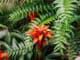 Gesundheit Natur aus exotischen Pflanzen und Früchten