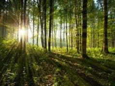 Gesundheit, die vom Baum kommt Naturrezepte aus Wäldern und Gärten