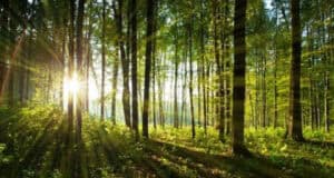 Gesundheit, die vom Baum kommt Naturrezepte aus Wäldern und Gärten