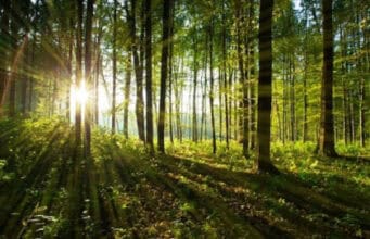 Gesundheit, die vom Baum kommt Naturrezepte aus Wäldern und Gärten
