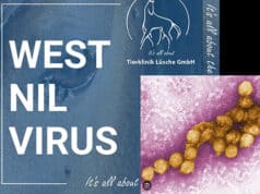 West-Nil-Virus Impfstoff noch Jahre entfernt während sich die Krankheit in Spanien ausbreitet