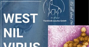 West-Nil-Virus Impfstoff noch Jahre entfernt während sich die Krankheit in Spanien ausbreitet