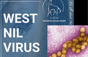West-Nil-Virus Impfstoff noch Jahre entfernt während sich die Krankheit in Spanien ausbreitet