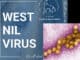 West-Nil-Virus Impfstoff noch Jahre entfernt während sich die Krankheit in Spanien ausbreitet