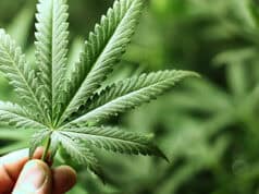 Studie: Häufiger Cannabiskonsum kann das Arbeitsgedächtnis dauerhaft beeinträchtigen