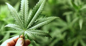 Studie: Häufiger Cannabiskonsum kann das Arbeitsgedächtnis dauerhaft beeinträchtigen