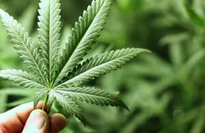 Studie: Häufiger Cannabiskonsum kann das Arbeitsgedächtnis dauerhaft beeinträchtigen