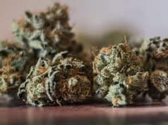 Cannabis in der Medizin: Forschung, Potenziale und neue Ansätze für sichere Behandlungen