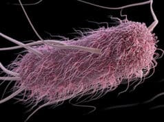 McDonald’s E. coli-Ausbruch: Gesundheitsrisiken Betroffene Bundesstaaten und Maßnahmen