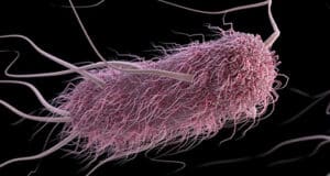 McDonald’s E. coli-Ausbruch: Gesundheitsrisiken Betroffene Bundesstaaten und Maßnahmen