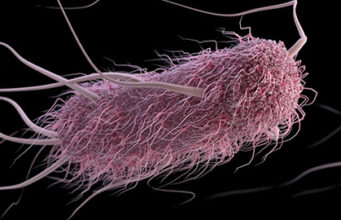 McDonald’s E. coli-Ausbruch: Gesundheitsrisiken Betroffene Bundesstaaten und Maßnahmen