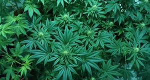 Medizinischer Cannabisversuch in Frankreich: Hoffnung auf Legalisierung und neue Therapiechancen