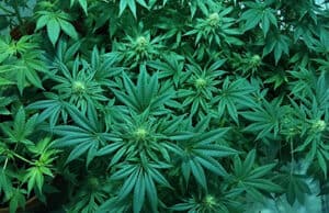 Medizinischer Cannabisversuch in Frankreich: Hoffnung auf Legalisierung und neue Therapiechancen