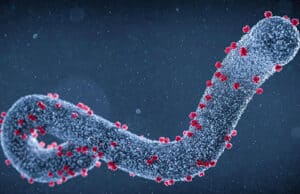 Ruanda – erfolgreiche Eindämmung des Marburg-Virus – keine neuen Infektionen und Todesfälle