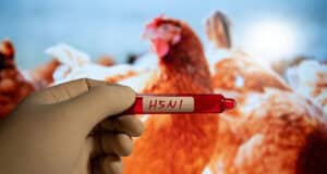 Vogelgrippe-Studie: CDC fordert verstärkte Schutzmaßnahmen und Aufklärung für Landarbeiter auf infizierten Betrieben