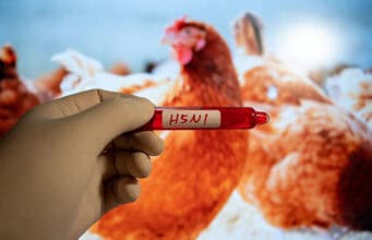 Vogelgrippe-Studie: CDC fordert verstärkte Schutzmaßnahmen und Aufklärung für Landarbeiter auf infizierten Betrieben