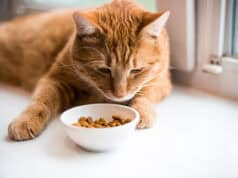 Acfalles herzzerreißende Geschichte: Eine Katze, Rohfutter und die Gefahr der Vogelgrippe