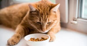 Acfalles herzzerreißende Geschichte: Eine Katze, Rohfutter und die Gefahr der Vogelgrippe