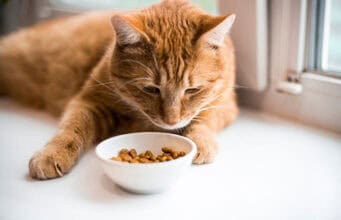 Acfalles herzzerreißende Geschichte: Eine Katze, Rohfutter und die Gefahr der Vogelgrippe