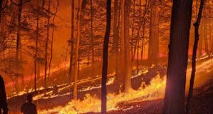 Psychische Auswirkungen von Waldbränden: Strategien zur Bewältigung und kollektiven Heilung