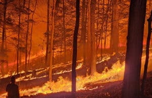 Psychische Auswirkungen von Waldbränden: Strategien zur Bewältigung und kollektiven Heilung