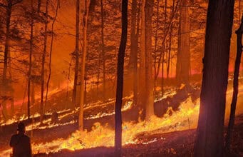 Psychische Auswirkungen von Waldbränden: Strategien zur Bewältigung und kollektiven Heilung