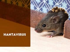 Hantavirus-Gefahr in den USA: Betsy Arakawa, Ehefrau von Gene Hackman stirbt an seltener Infektion