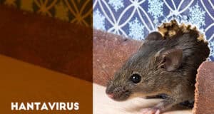 Hantavirus-Gefahr in den USA: Betsy Arakawa, Ehefrau von Gene Hackman stirbt an seltener Infektion