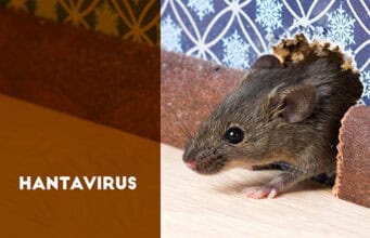 Hantavirus-Gefahr in den USA: Betsy Arakawa, Ehefrau von Gene Hackman stirbt an seltener Infektion