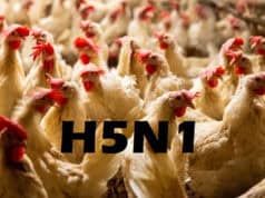 Studie warnt: Vogelgrippe-Virus überlebt monatelang in Rohmilchkäse – Gesundheitsrisiko bestätigt