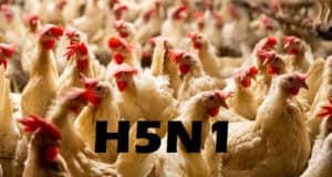 Studie warnt: Vogelgrippe-Virus überlebt monatelang in Rohmilchkäse – Gesundheitsrisiko bestätigt