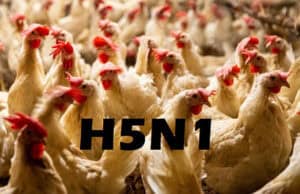 Studie warnt: Vogelgrippe-Virus überlebt monatelang in Rohmilchkäse – Gesundheitsrisiko bestätigt