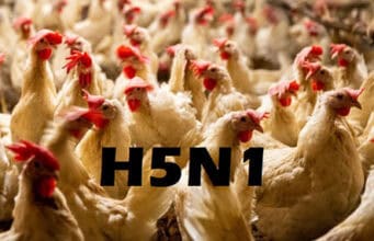 Studie warnt: Vogelgrippe-Virus überlebt monatelang in Rohmilchkäse – Gesundheitsrisiko bestätigt