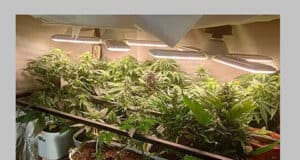 Was Marihuana in der Schwangerschaft anrichten kann – neue Daten alarmieren Ärzte