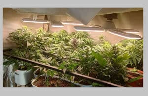 Was Marihuana in der Schwangerschaft anrichten kann – neue Daten alarmieren Ärzte
