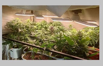 Was Marihuana in der Schwangerschaft anrichten kann – neue Daten alarmieren Ärzte