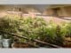 Was Marihuana in der Schwangerschaft anrichten kann – neue Daten alarmieren Ärzte
