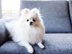 Schlafen mit Hund im Bett: Vorteile, Risiken und Tipps für besseren Schlaf