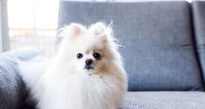 Schlafen mit Hund im Bett: Vorteile, Risiken und Tipps für besseren Schlaf