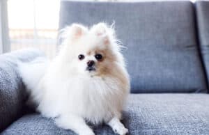 Schlafen mit Hund im Bett: Vorteile, Risiken und Tipps für besseren Schlaf