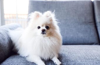 Schlafen mit Hund im Bett: Vorteile, Risiken und Tipps für besseren Schlaf
